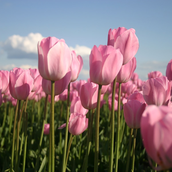 Madame Victoria MONCHAL