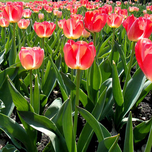 Madame Simone TRENTESAUX