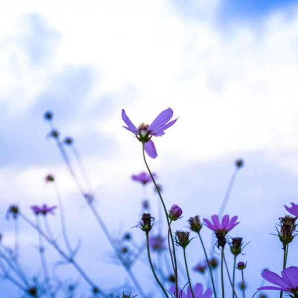 Madame Gillette SIMMONS