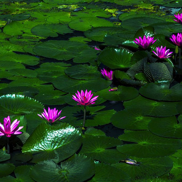 Monsieur Jean-Marc BROUCKE