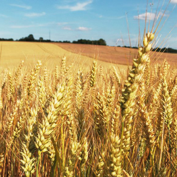 Madame Marie-Claire DURIEZ