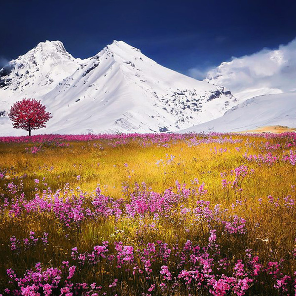 Madame Jeannine TORREBORRE