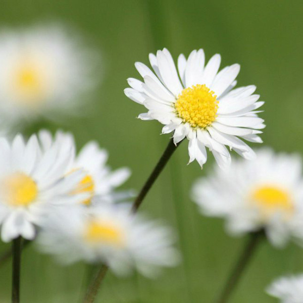 Monsieur André POULLET