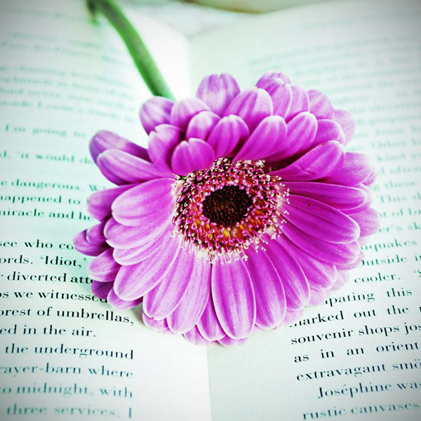 Madame Marie-Katy DE BISSCHOP