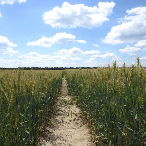 Monsieur Gislain DELMOTTE